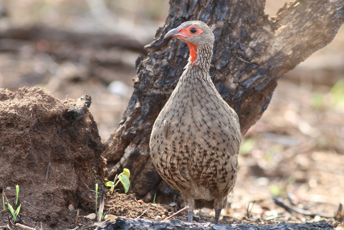 Swainson's Spurfowl - ML77232991