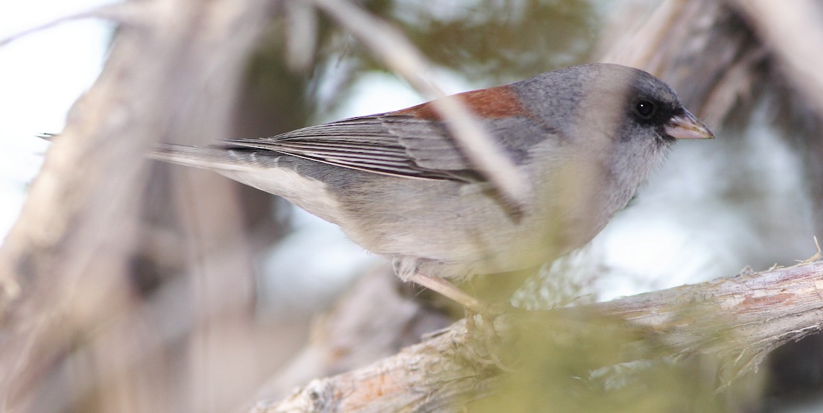 Dark-eyed Junco (Gray-headed) - Dave Spier