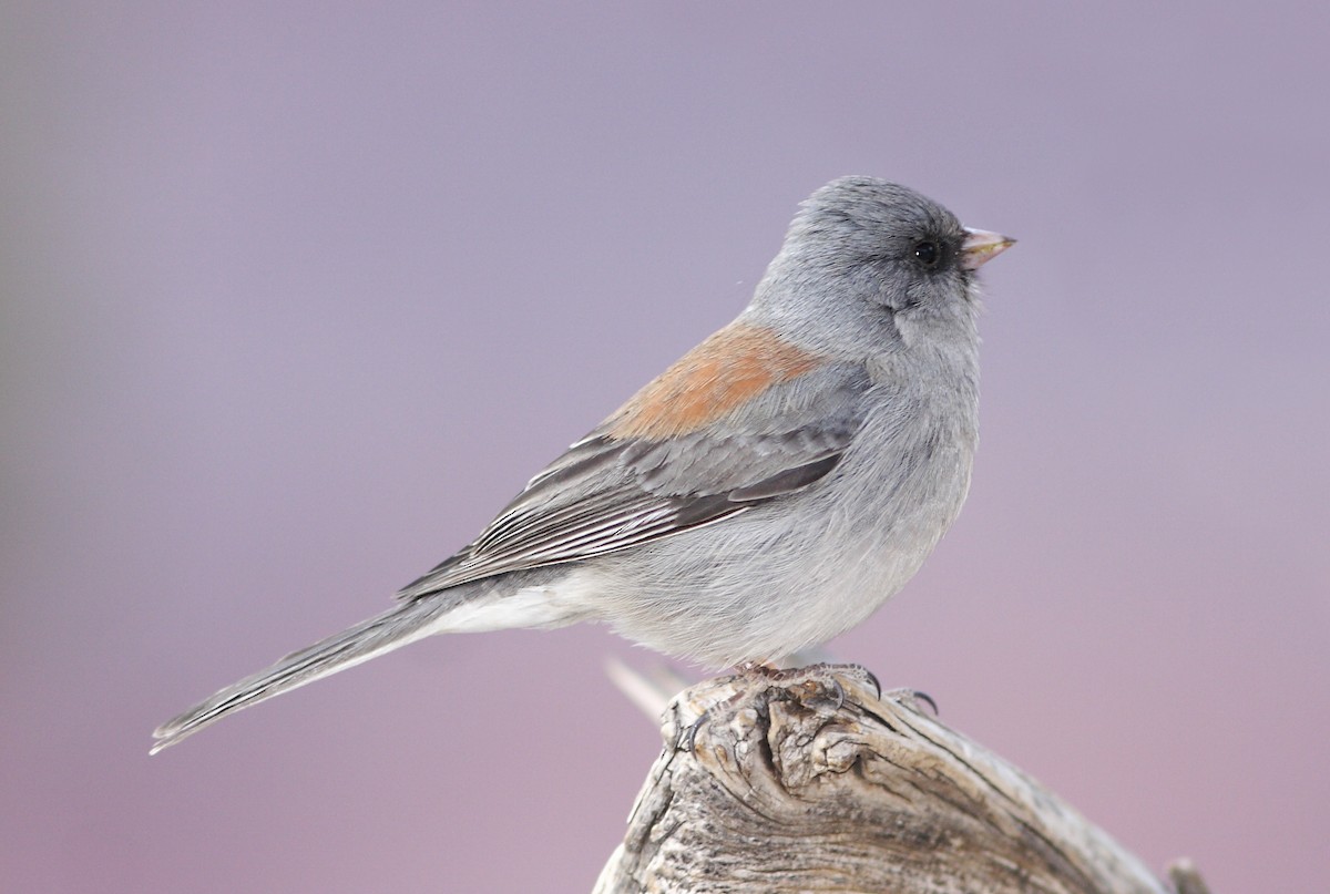 Dark-eyed Junco (Gray-headed) - Dave Spier