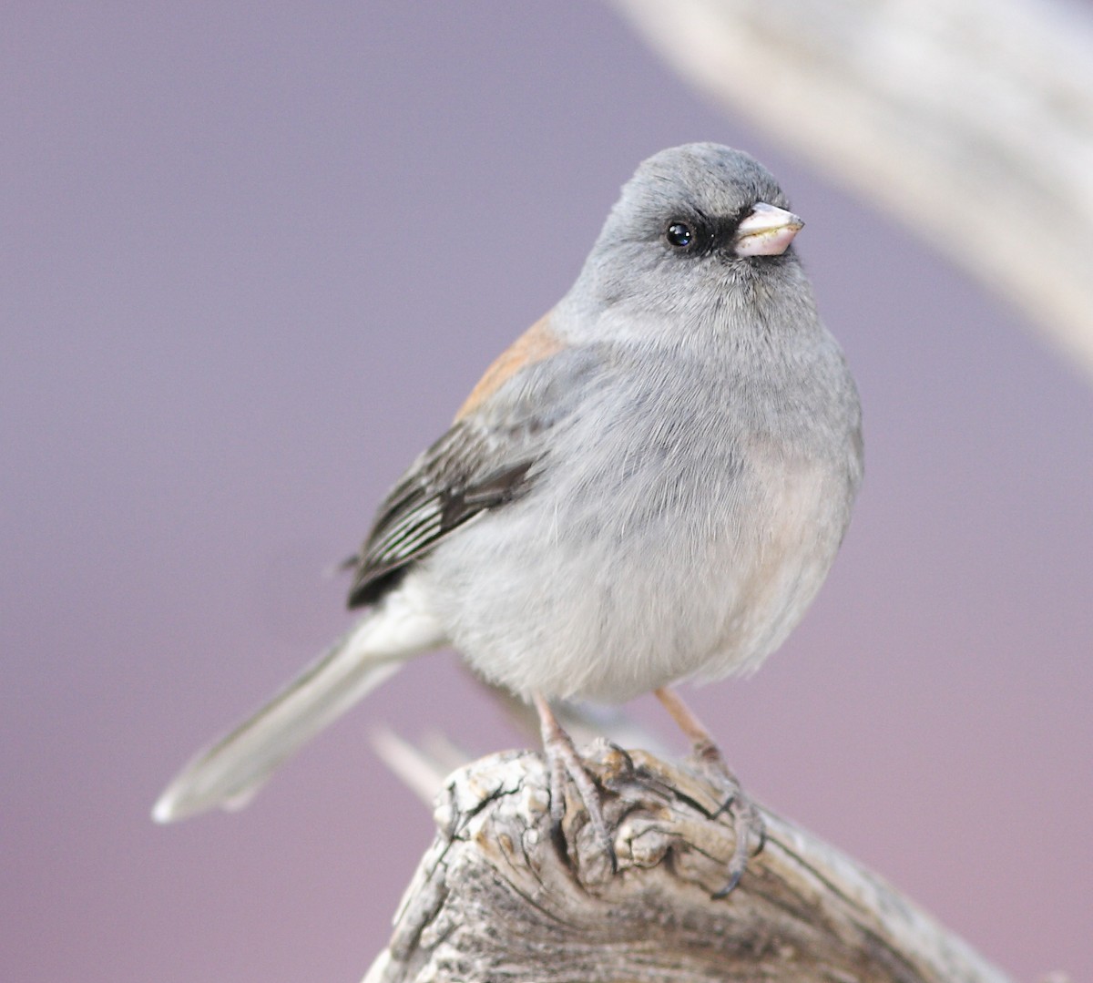 Dark-eyed Junco (Gray-headed) - Dave Spier