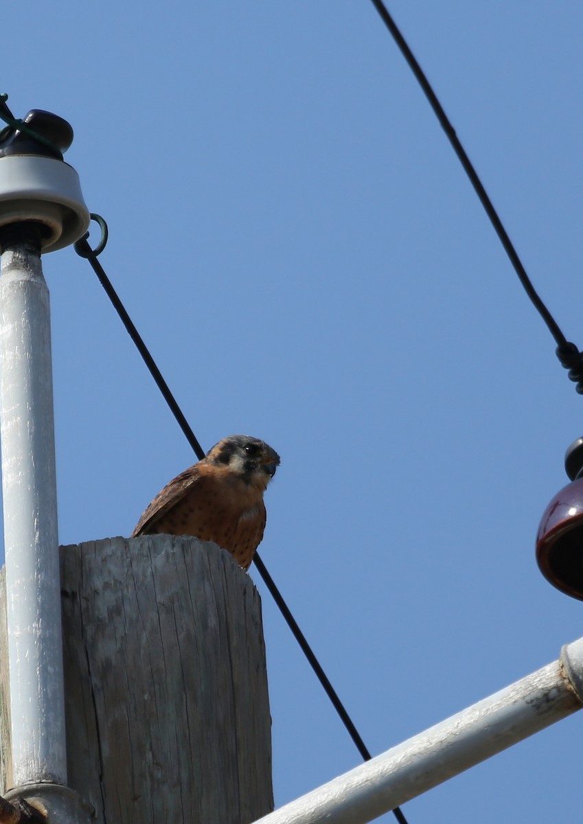 American Kestrel (Cuban) - ML77235061