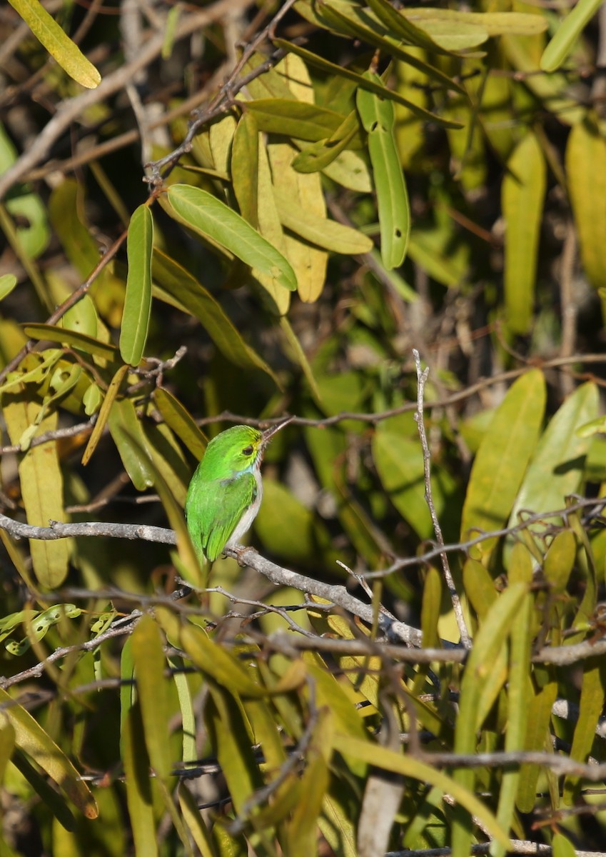 Cuban Tody - ML77237601