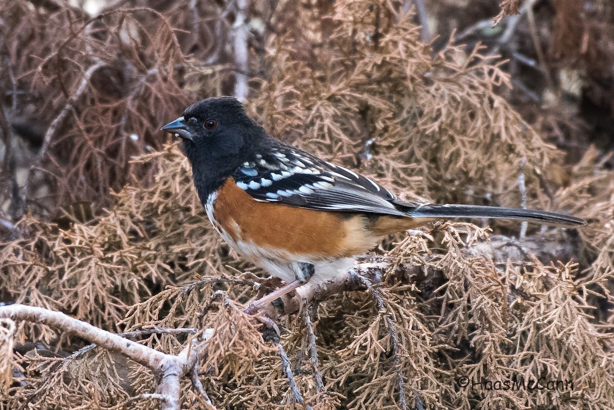 Spotted Towhee - Suzie McCann