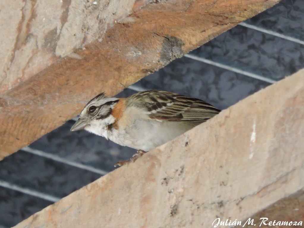 Rufous-collared Sparrow - ML77242941