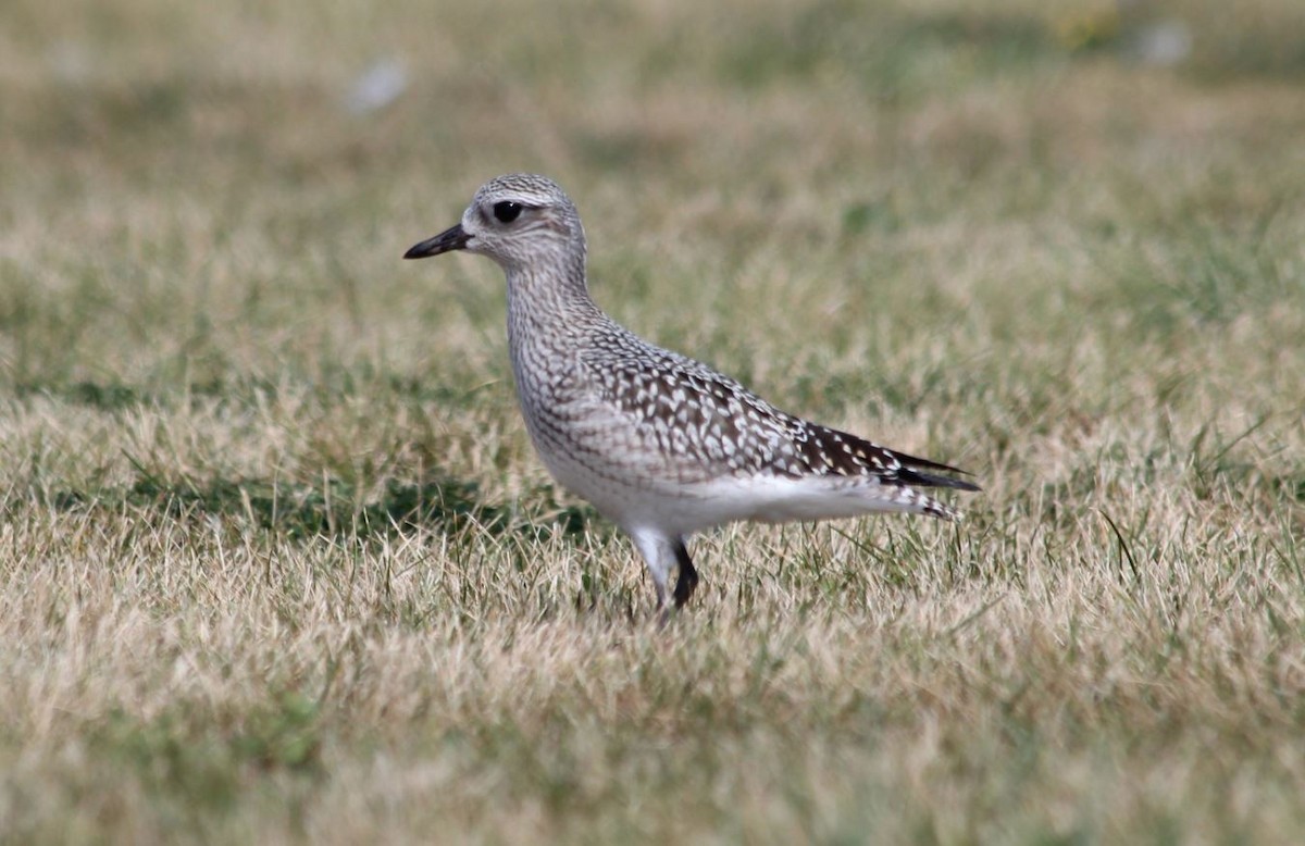 Black-bellied Plover - 🦅 ꙅɒᴎoɔiʜƆ ʏɔɒɿT 🦃