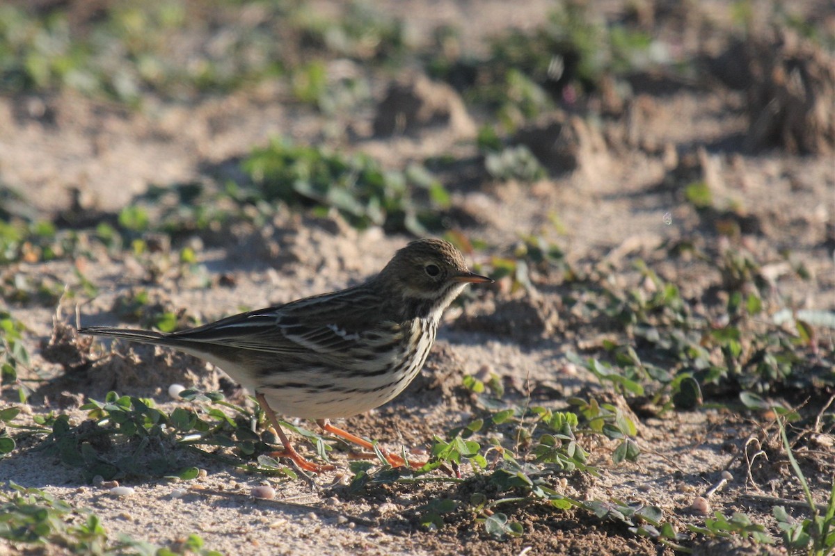 Meadow Pipit - ML77245361