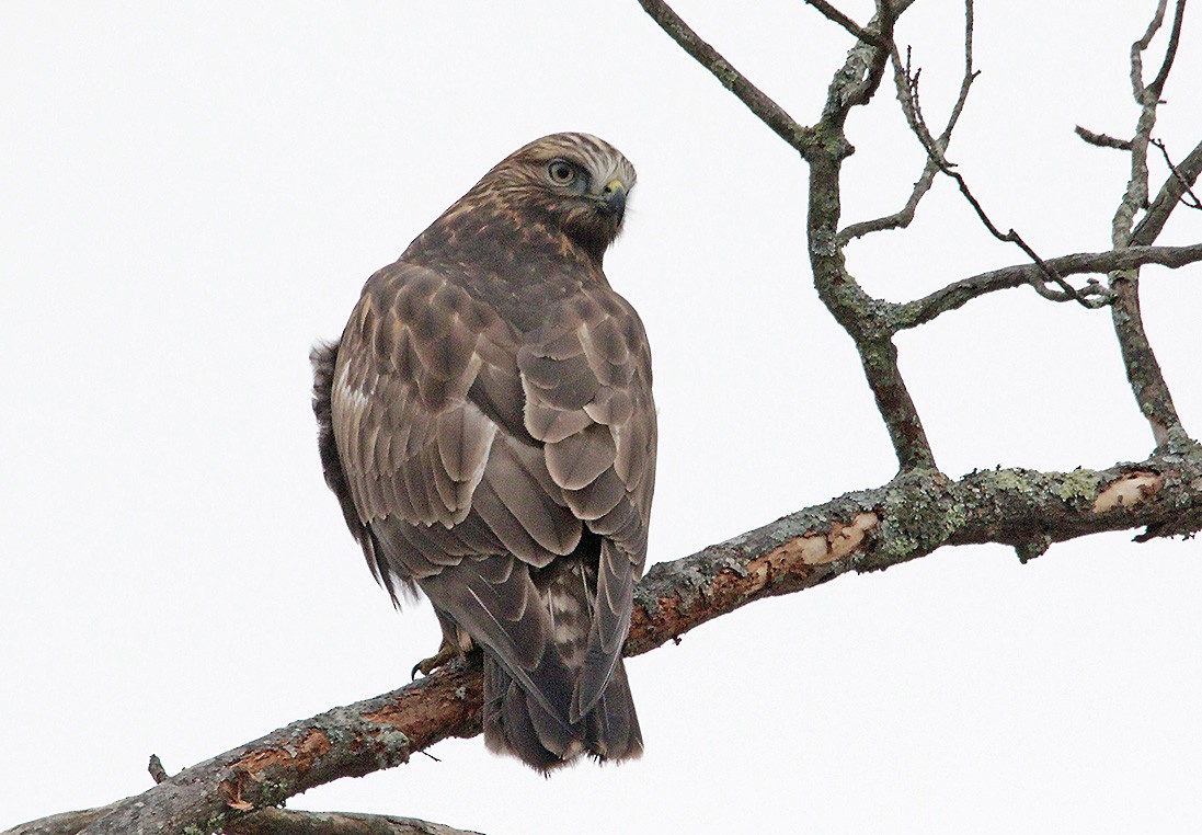 Rough-legged Hawk - Deborah Kral