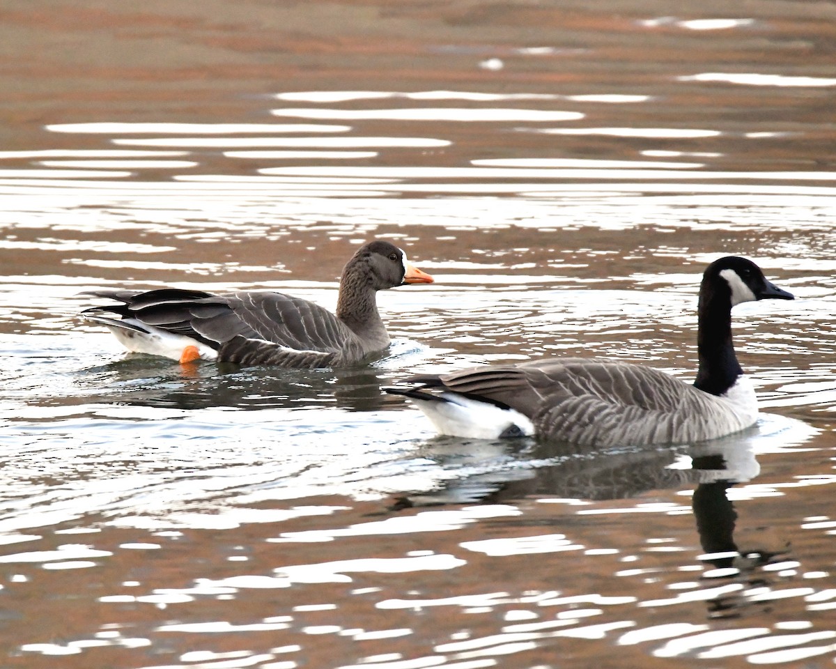 Greater White-fronted Goose - ML77247081