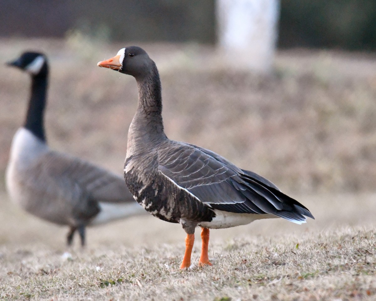 Greater White-fronted Goose - ML77247091