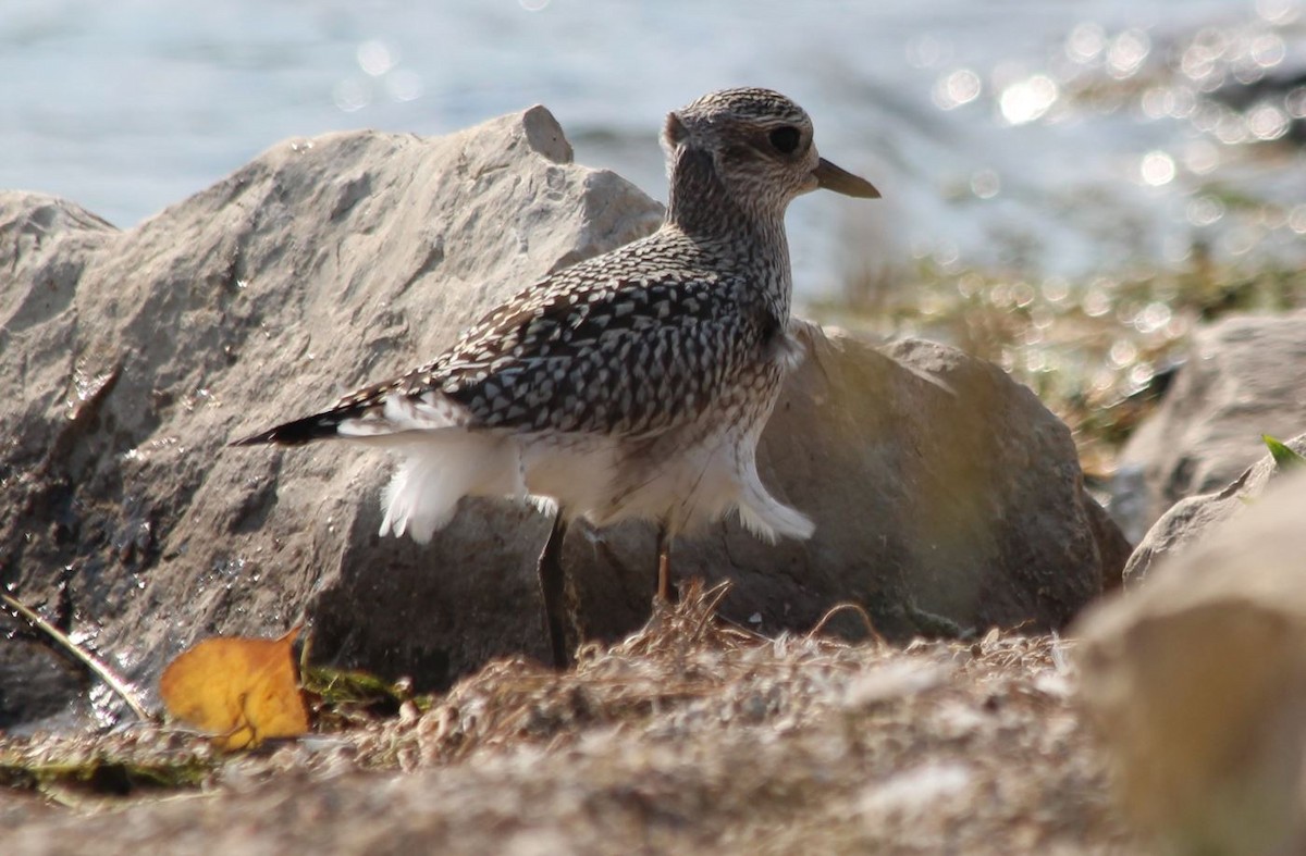 Black-bellied Plover - 🦅 ꙅɒᴎoɔiʜƆ ʏɔɒɿT 🦃