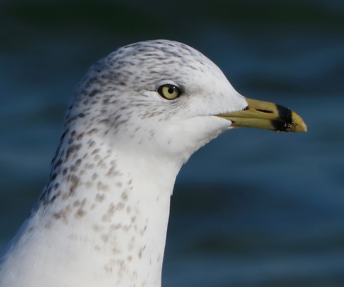 Ring-billed Gull - ML77249481
