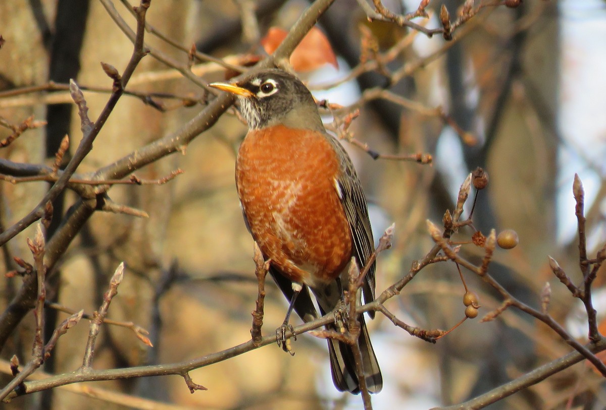 American Robin - michele ramsey