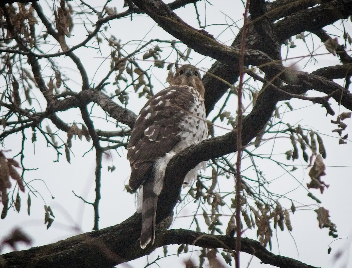 Cooper's Hawk - ML77250871