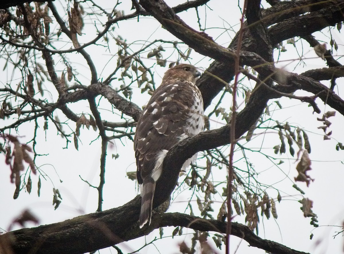 Cooper's Hawk - ML77250911