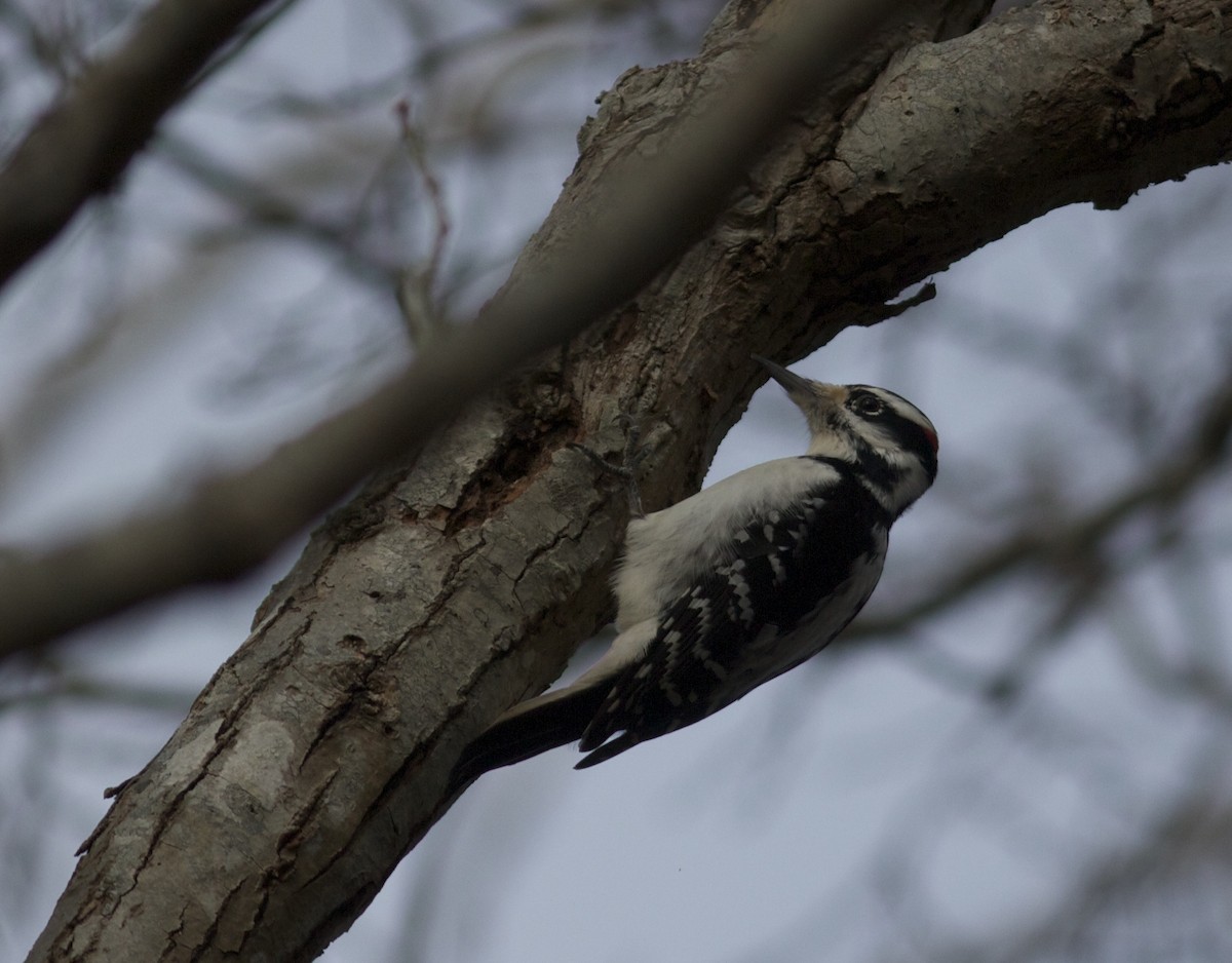 Hairy Woodpecker - ML77252481