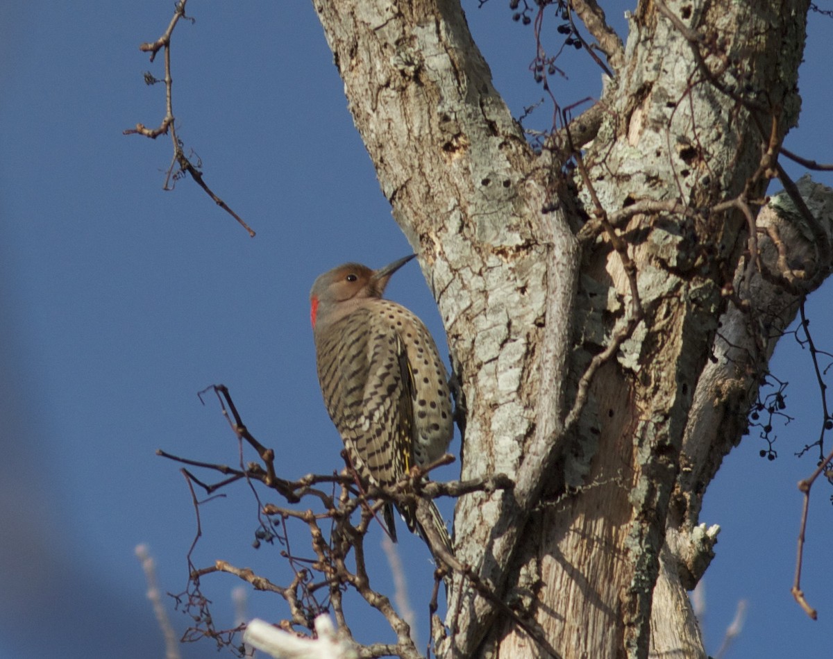 Northern Flicker - ML77252541