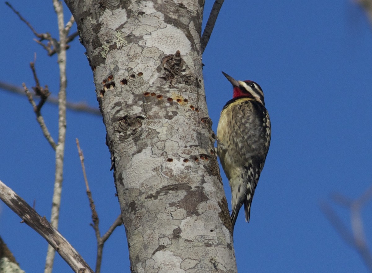 Yellow-bellied Sapsucker - ML77253171