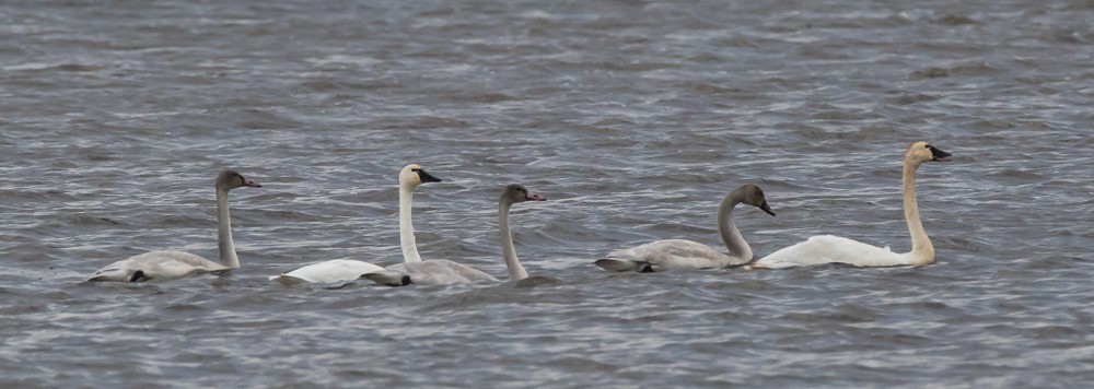 Tundra Swan (Whistling) - Andrew Guthrie