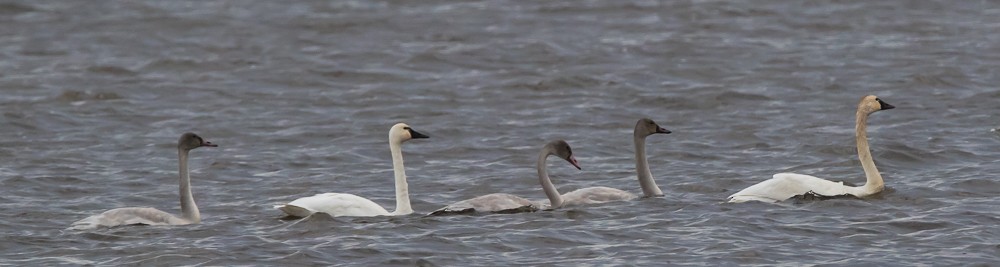 Tundra Swan (Whistling) - Andrew Guthrie