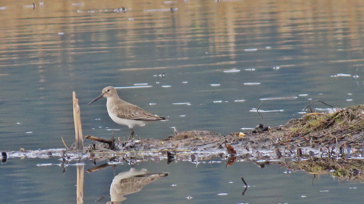 Dunlin - ML77259271