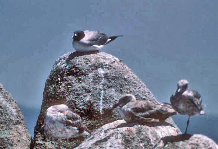 Swallow-tailed Gull - ML77261171