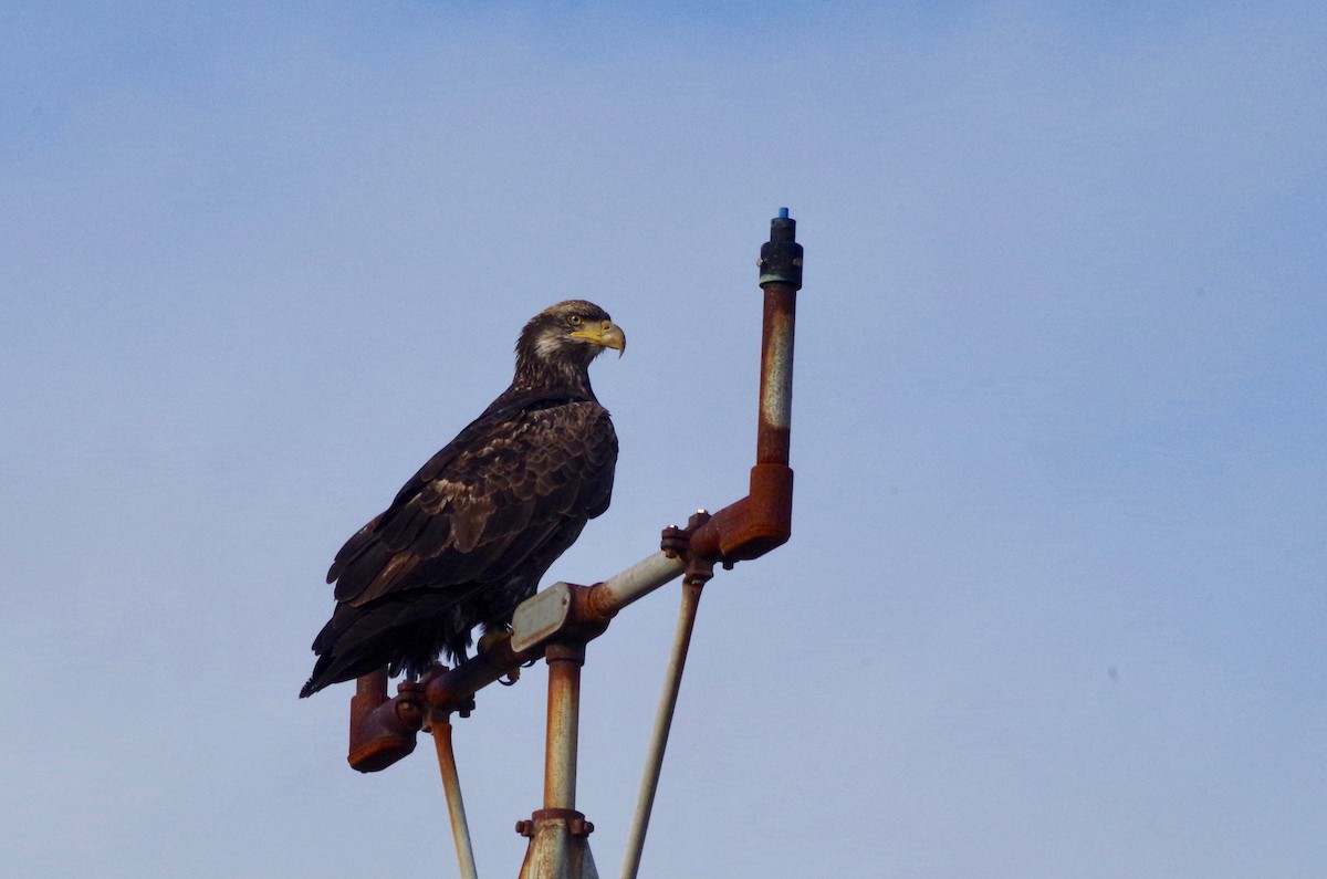 Bald Eagle - ML77261391