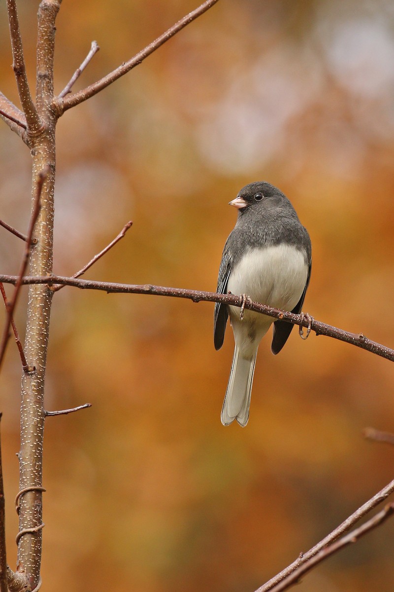 Dark-eyed Junco (Slate-colored) - Ryan Schain