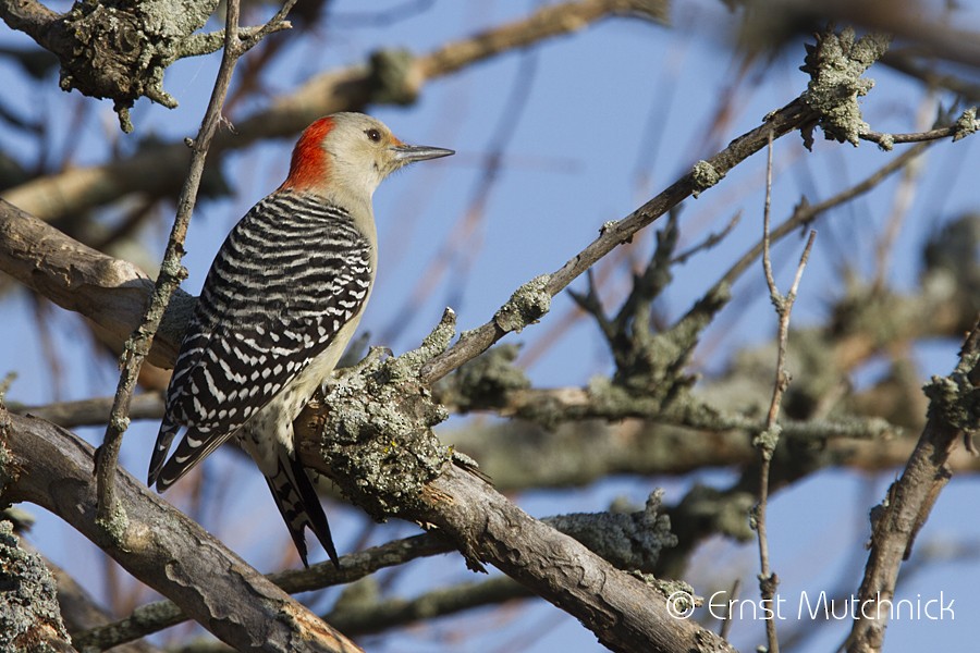 Red-bellied Woodpecker - ML77261951