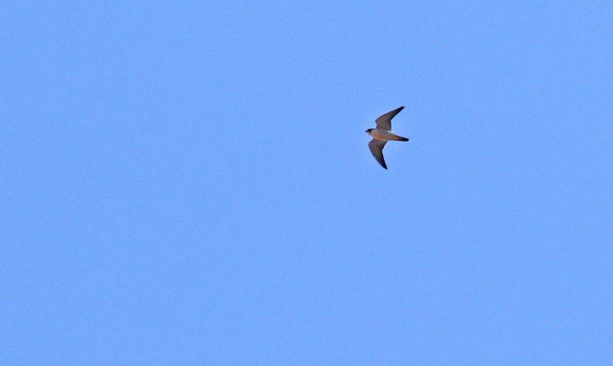 Peregrine Falcon - ML77262391