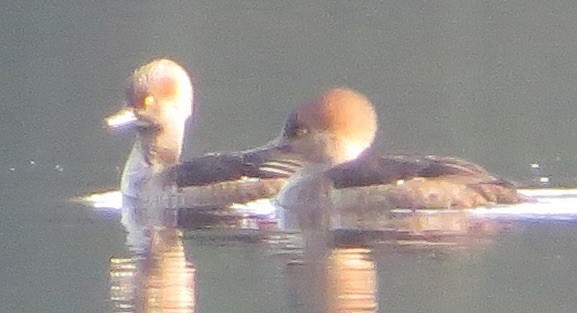 Hooded Merganser - ML77263491