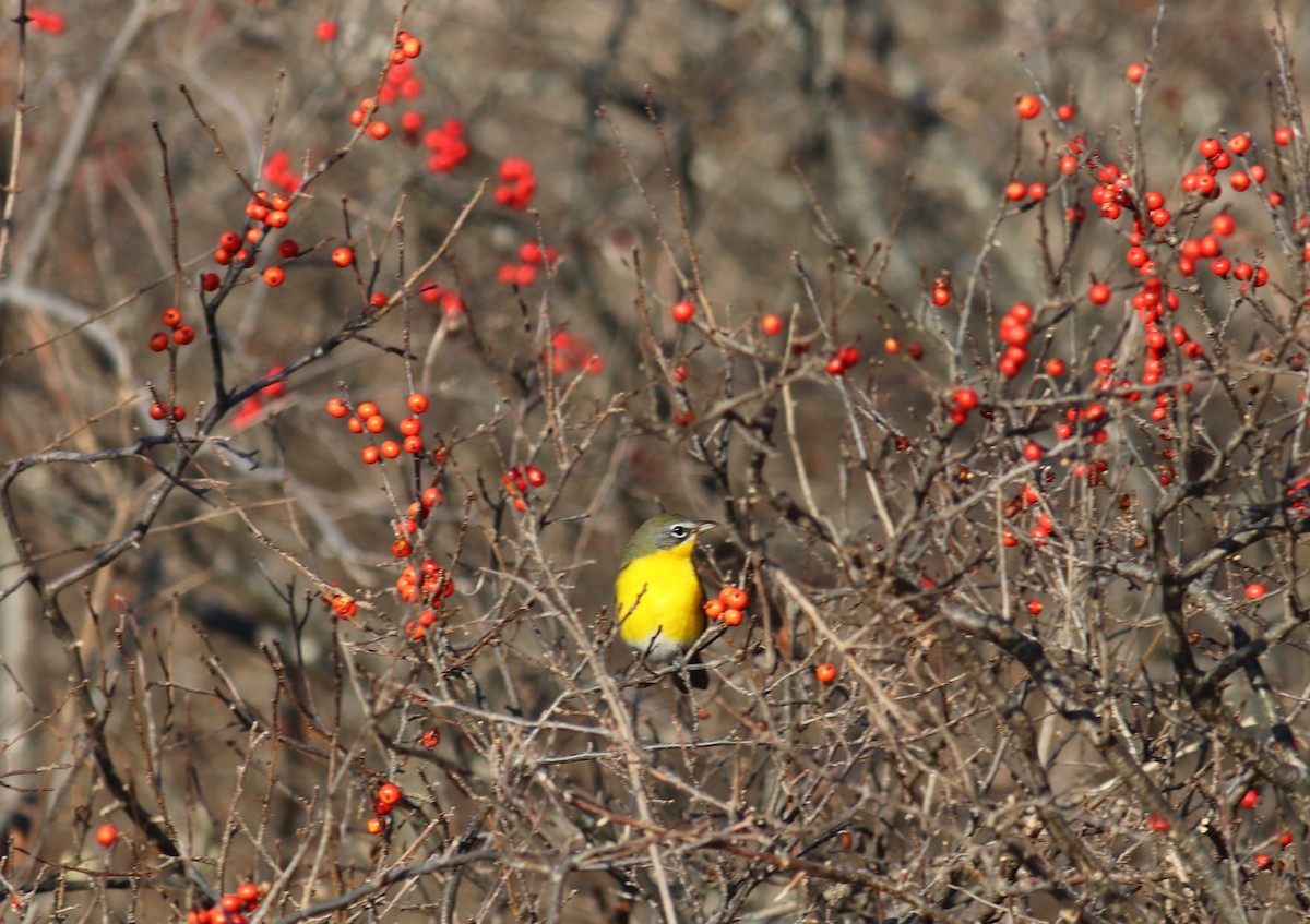 Yellow-breasted Chat - ML77263731