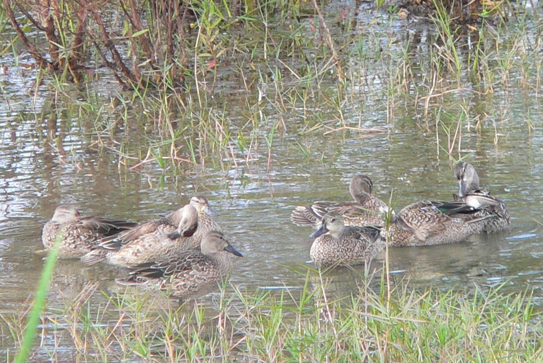 Blue-winged Teal - ML77266951