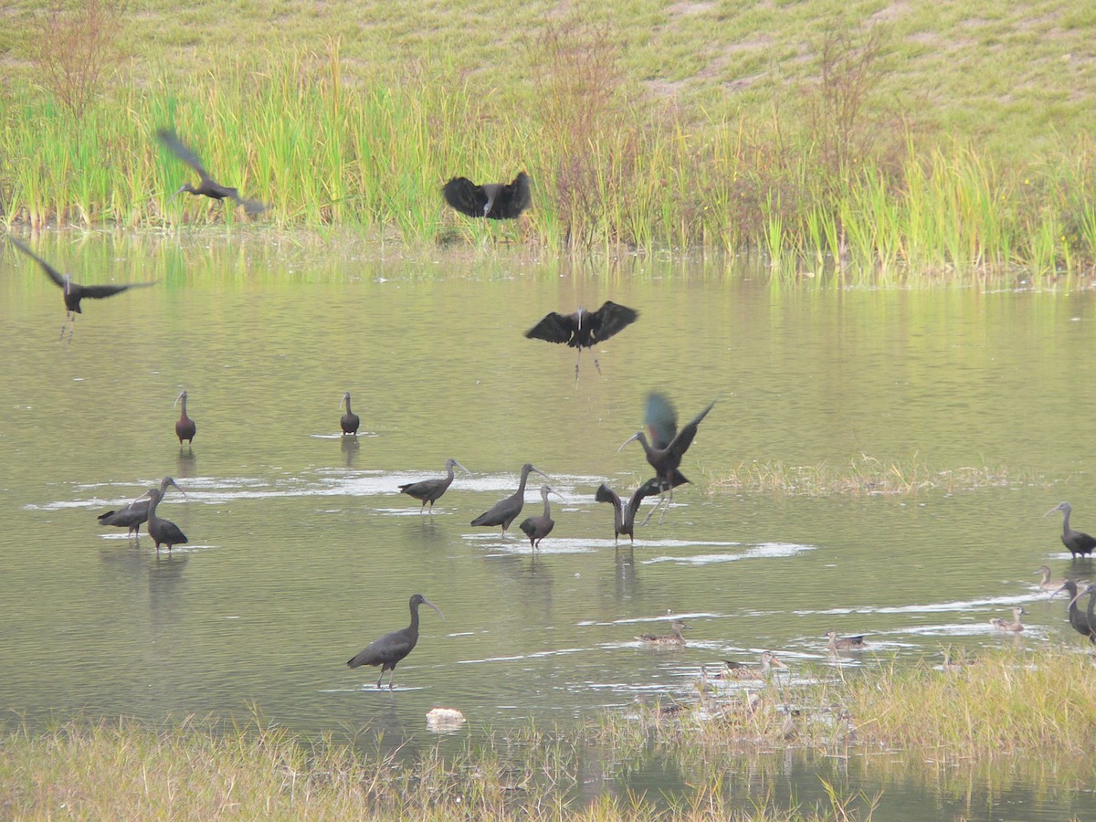 ibis hnědý - ML77267271