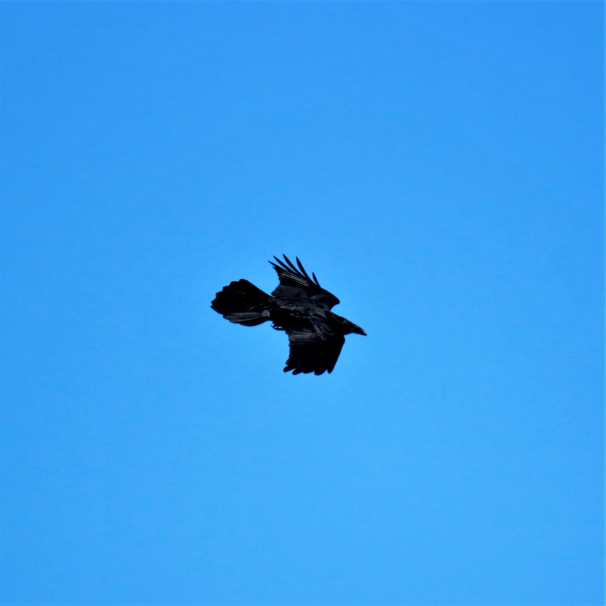 Common Raven - Mary Erickson