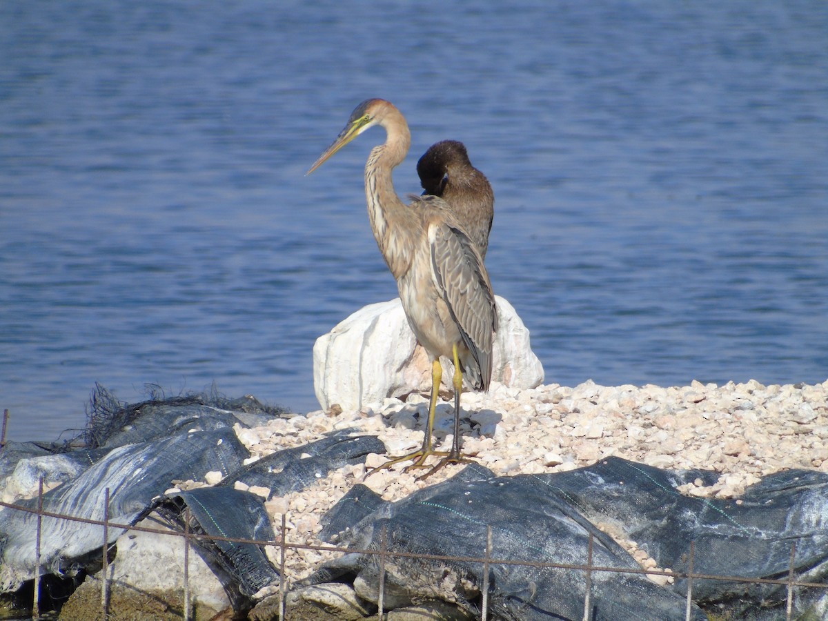 Purple Heron - ML77268281