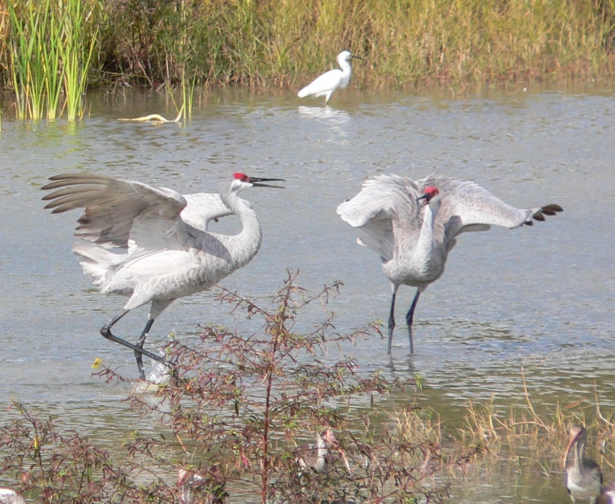 Sandhill Crane - ML77268681