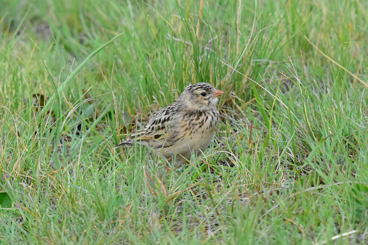 Botha's Lark - Joel Trick