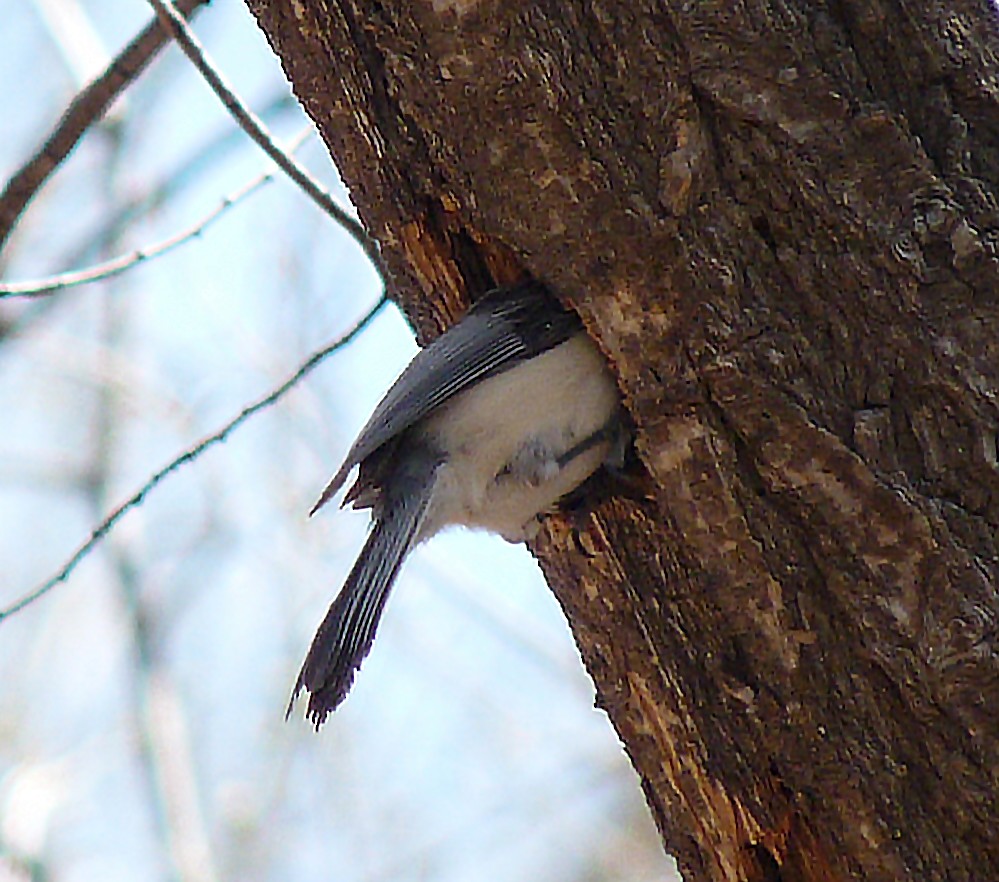 Black-capped Chickadee - ML77269091