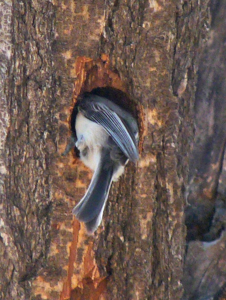Black-capped Chickadee - ML77269101