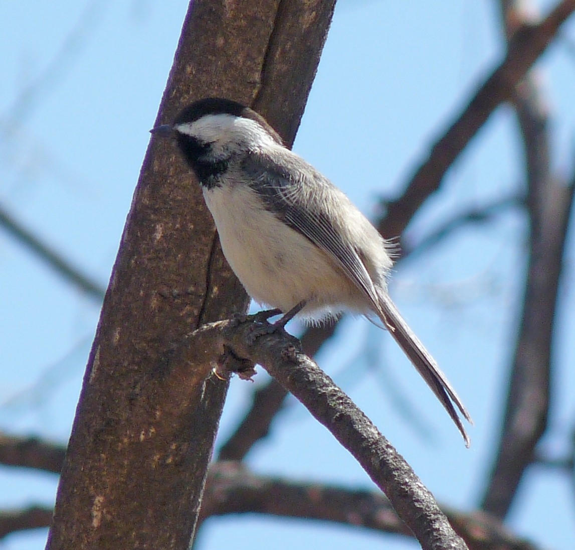 Black-capped Chickadee - ML77269111