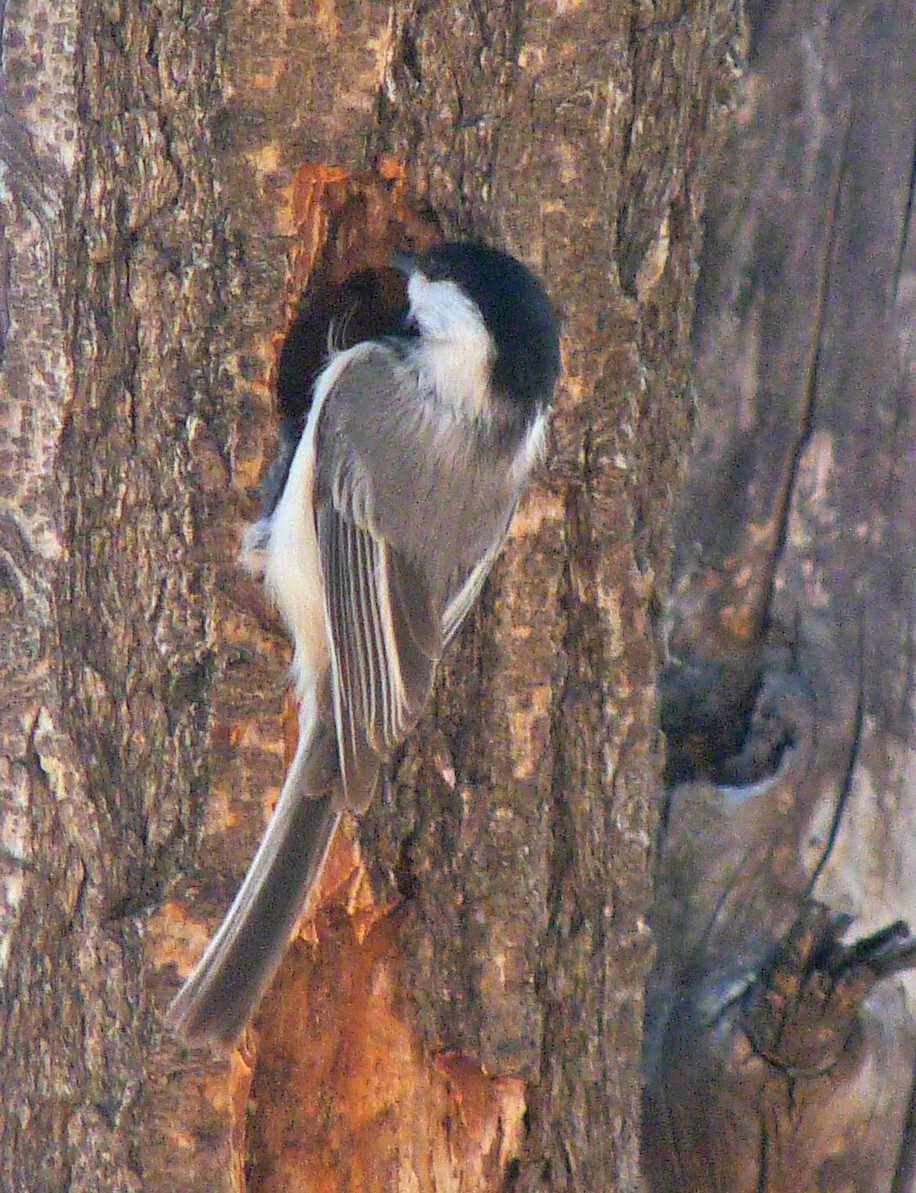 Black-capped Chickadee - ML77269121