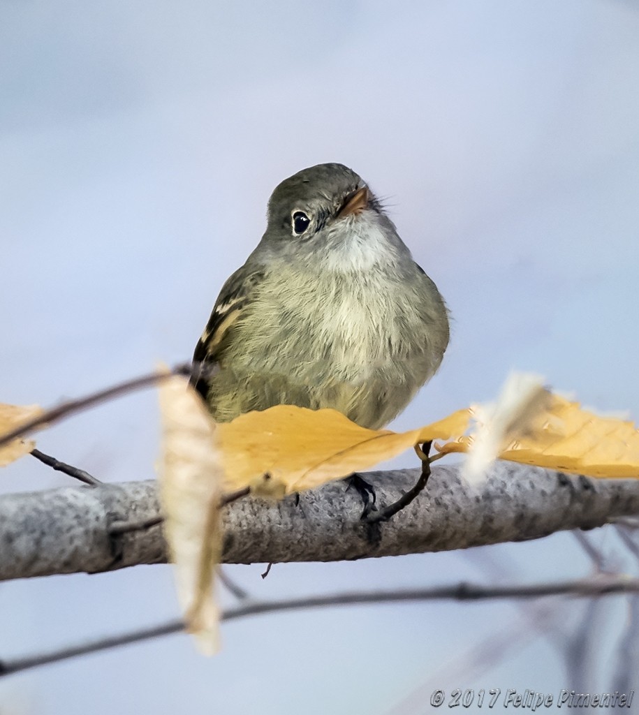 Hammond's Flycatcher - ML77269341