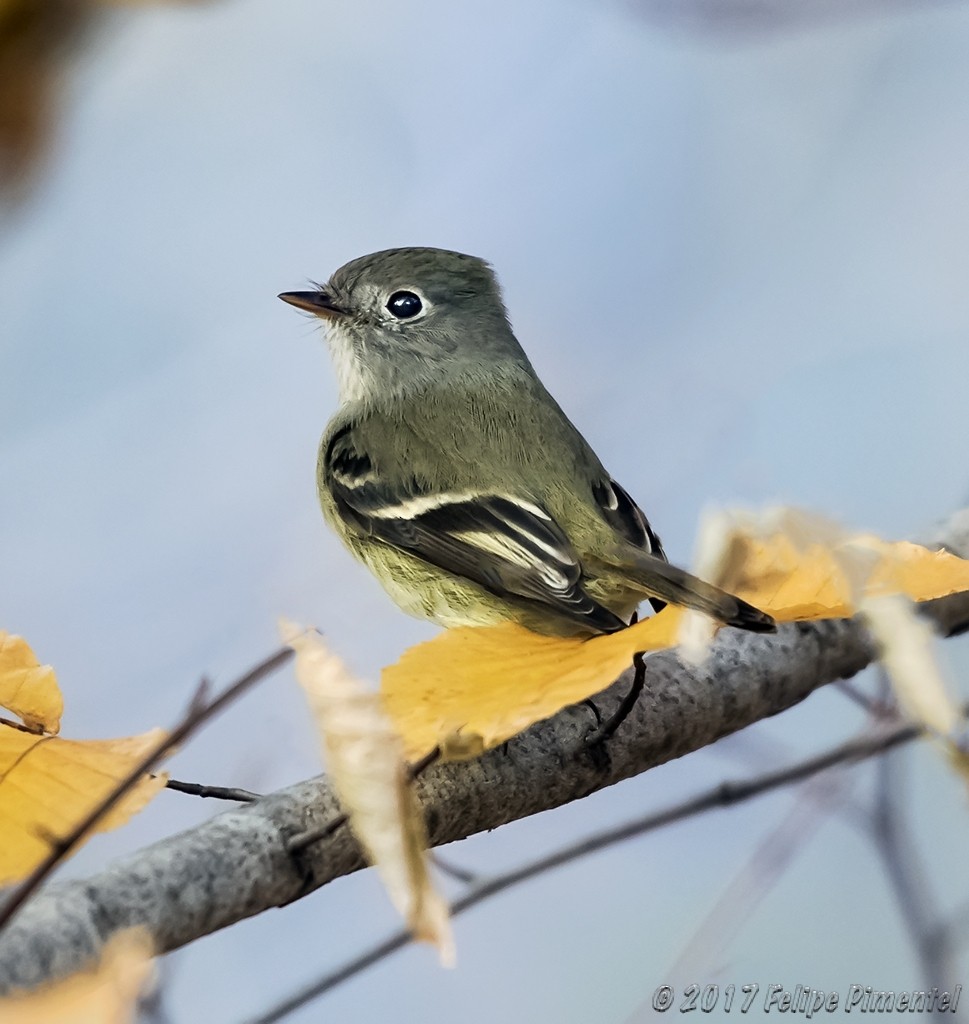 Hammond's Flycatcher - ML77269361