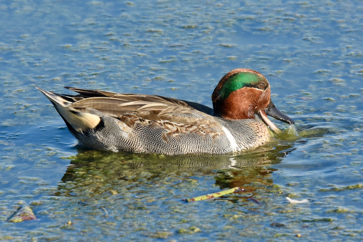 Green-winged Teal - Bill Schneider