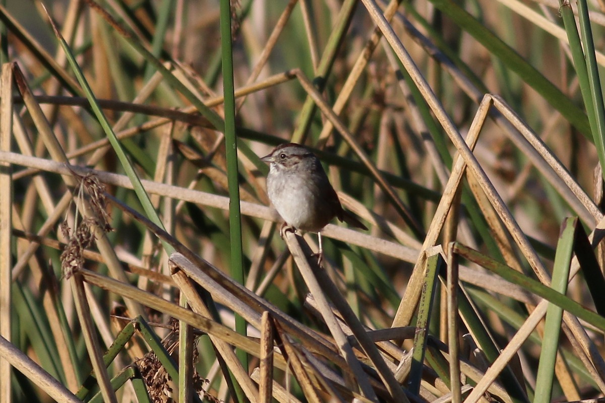 Swamp Sparrow - ML77271411