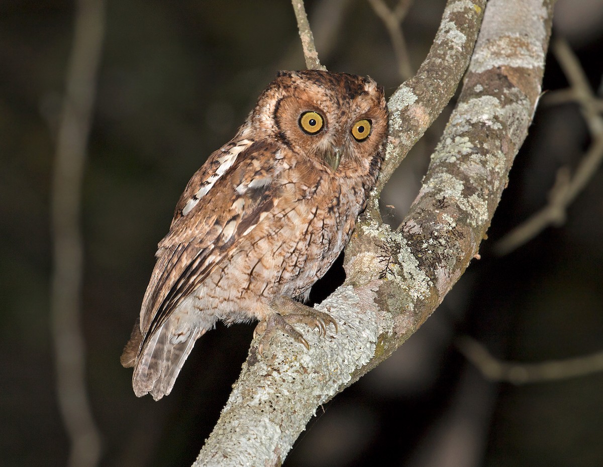 Peruvian Screech-Owl - Sam Woods/Tropical Birding Tours