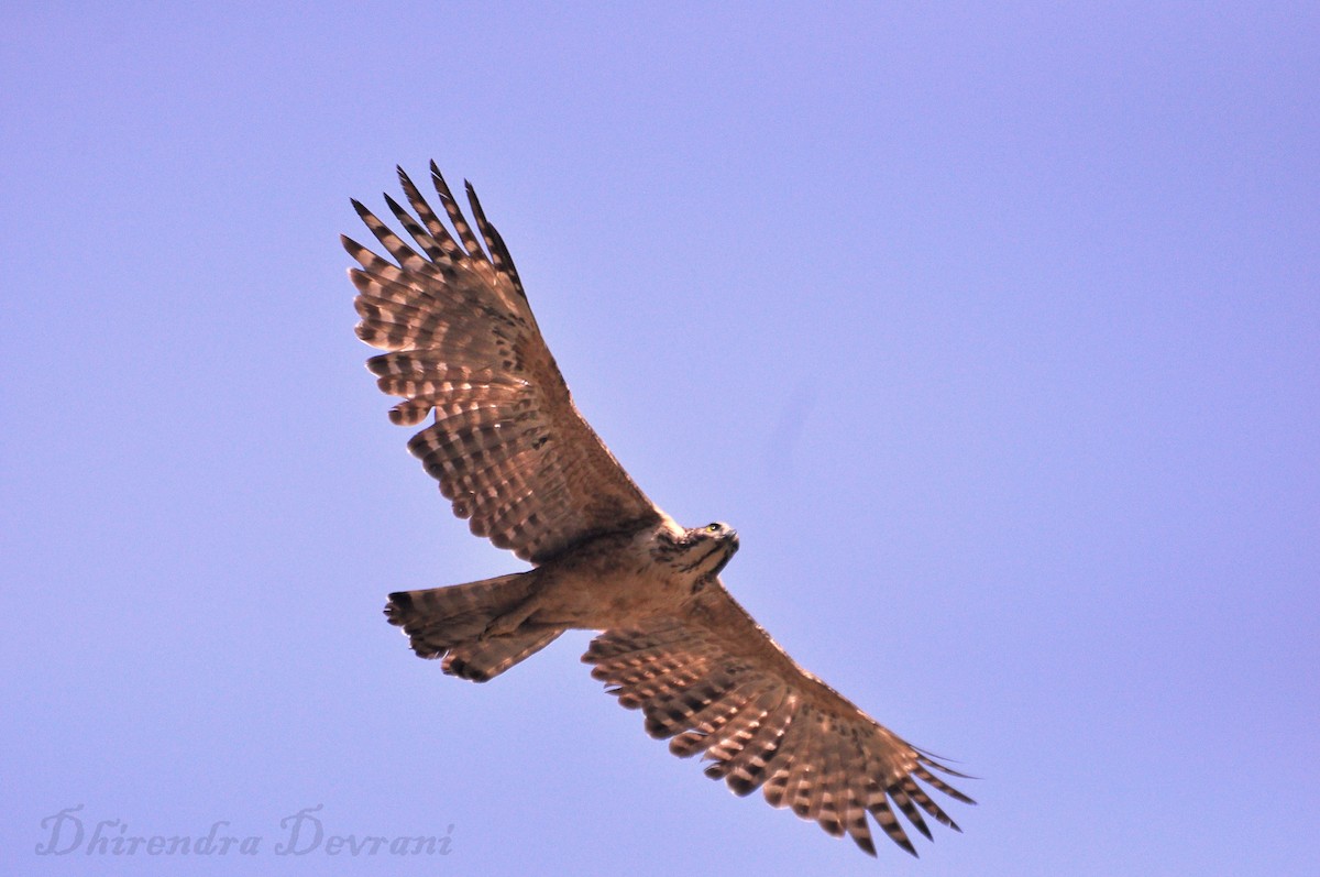 Mountain Hawk-Eagle - Dhirendra Devrani