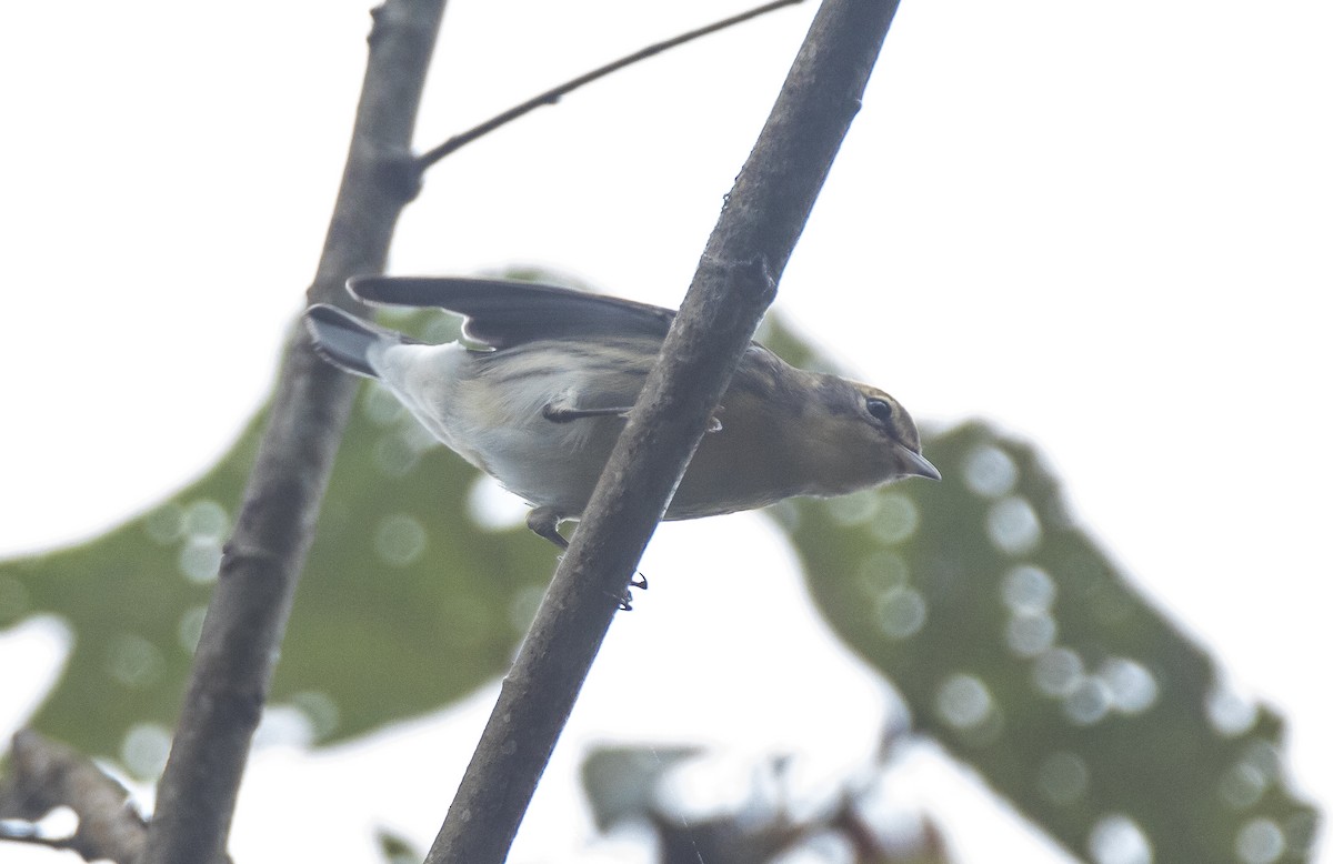 Blackburnian Warbler - ML77273991