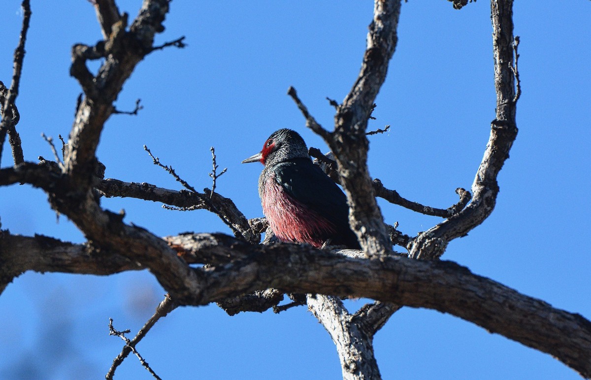 Lewis's Woodpecker - ML77274511