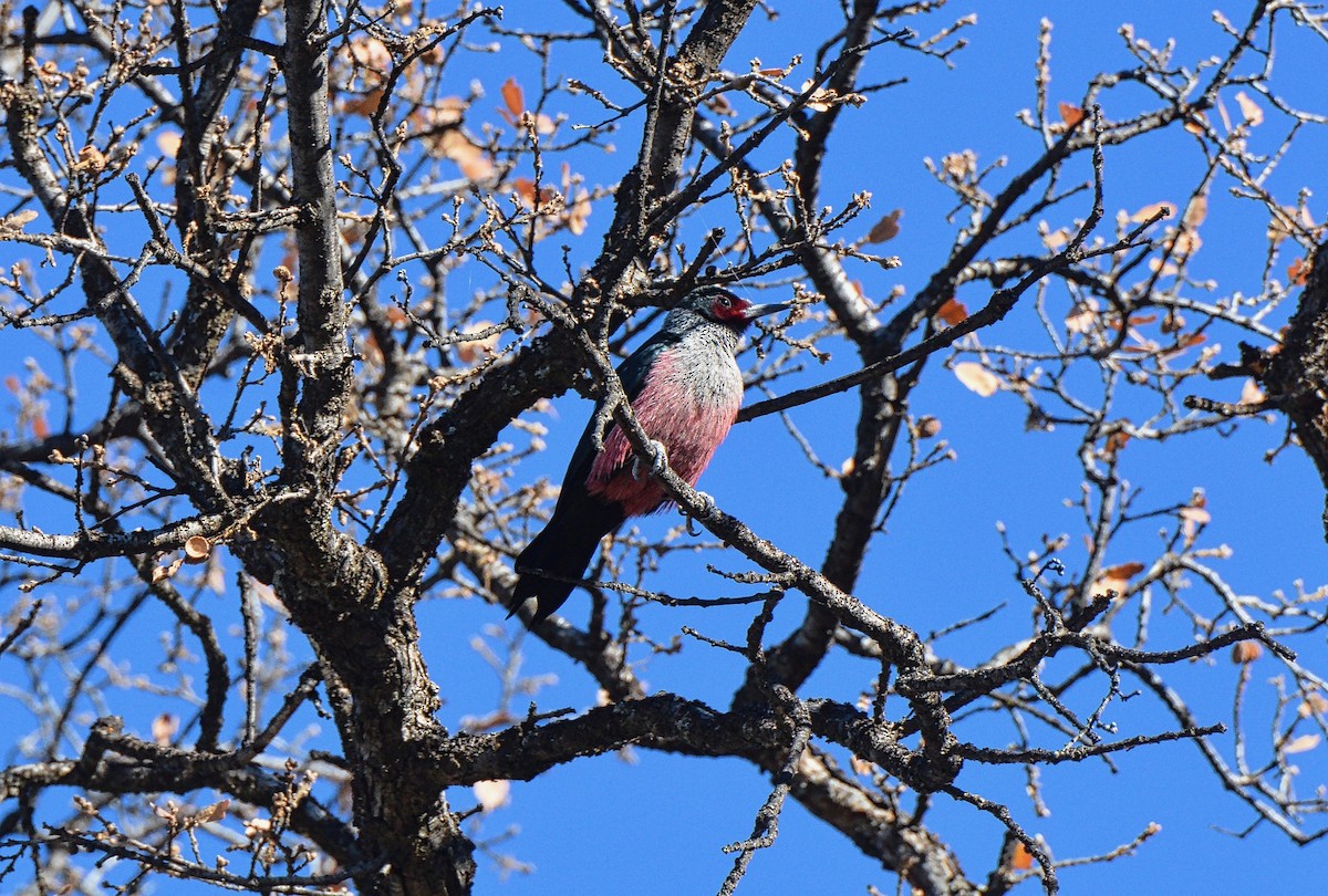 Lewis's Woodpecker - ML77274611